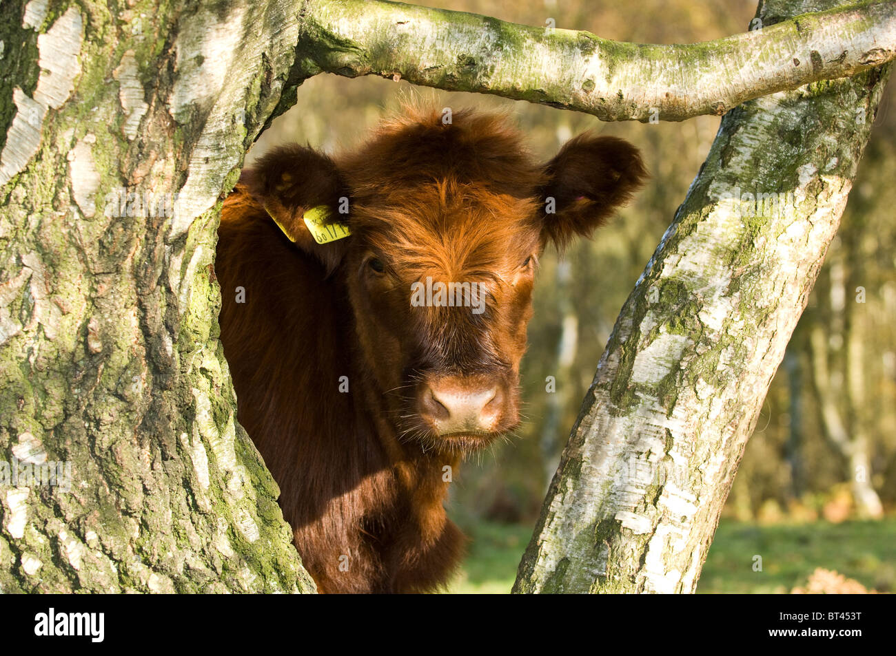 Young Highland cattle calf Stock Photo Alamy