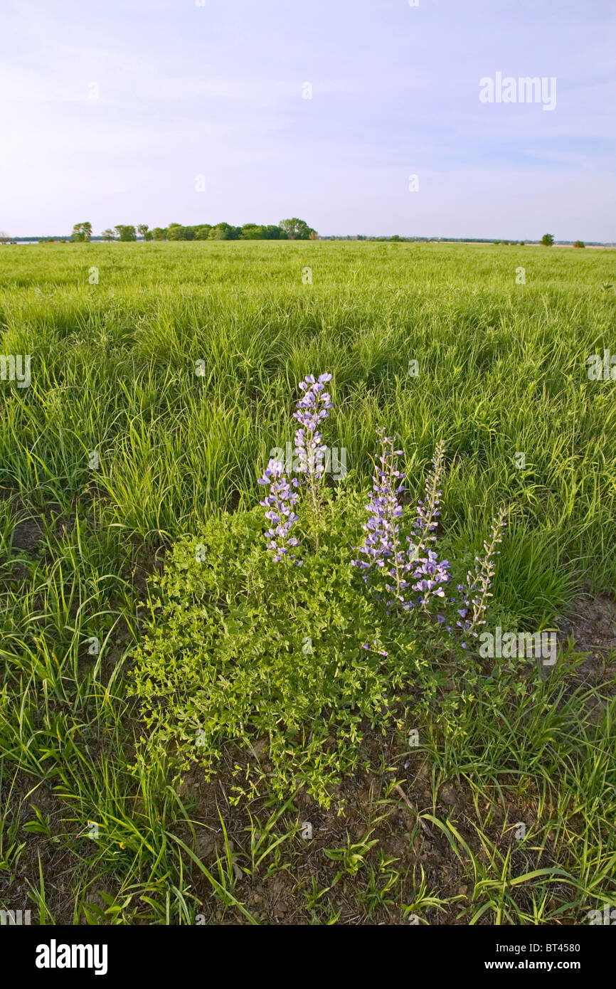 Farm field edges and roadside ditches make prefect habitat for wildflowers such as this Wild Indigo plant. Stock Photo