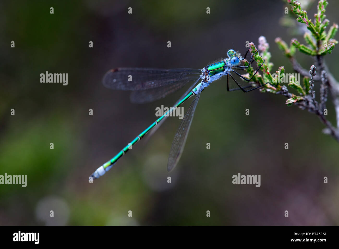Male Emerald Damselfly Lestes sponsa, New Forest, England Stock Photo ...
