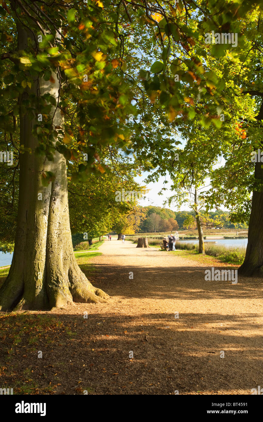 The causeway and autumn beech trees between Pen Ponds in Richmond Park, Surrey, Uk Stock Photo