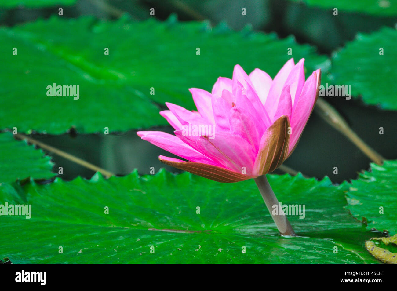 Purple water lily in close up Stock Photo - Alamy