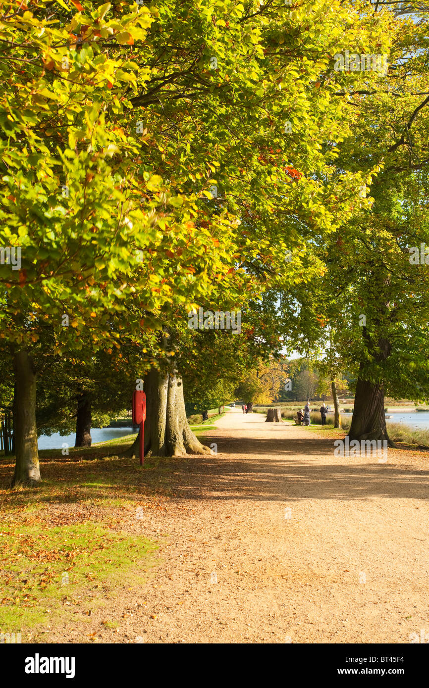 The causeway and autumn beech trees between Pen Ponds in Richmond Park, Surrey, Uk Stock Photo