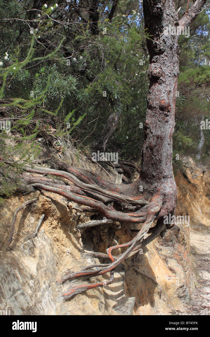 Tree roots hires stock photography and images Alamy
