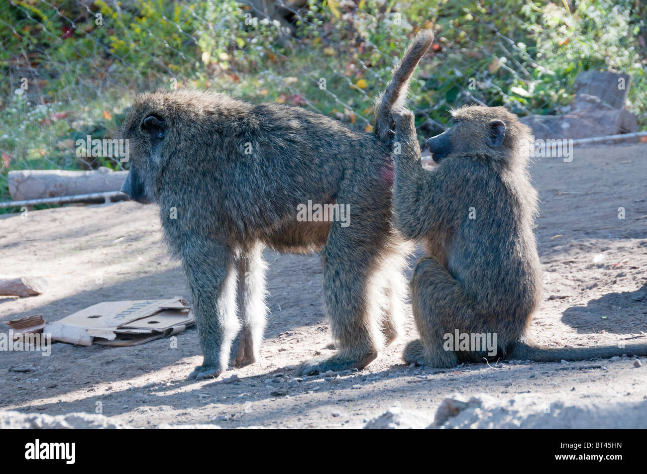Baboons grooming each other. Stock Photo