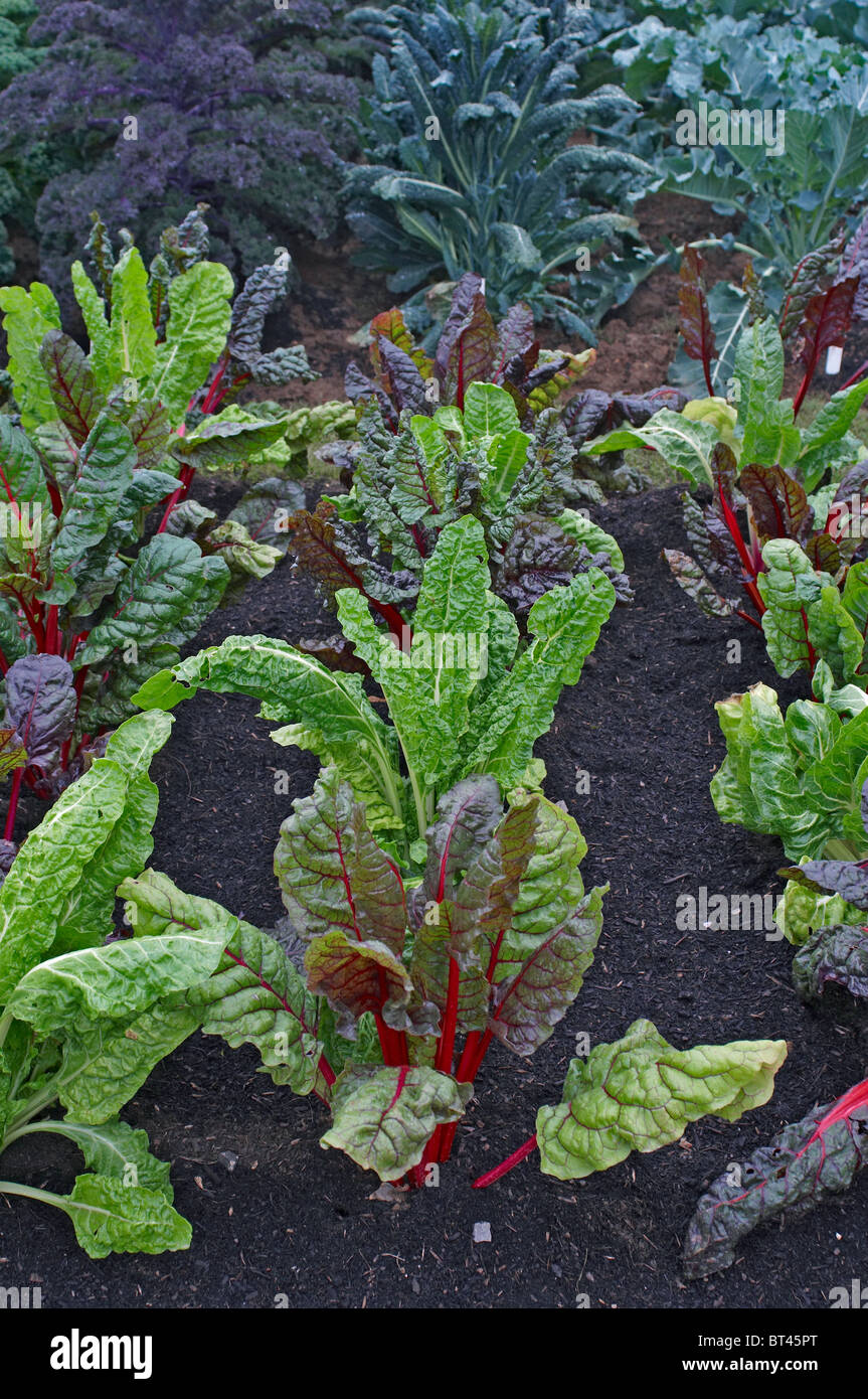 A detail view of an edible allotment garden with Brassica 'Bright Lights' Stock Photo