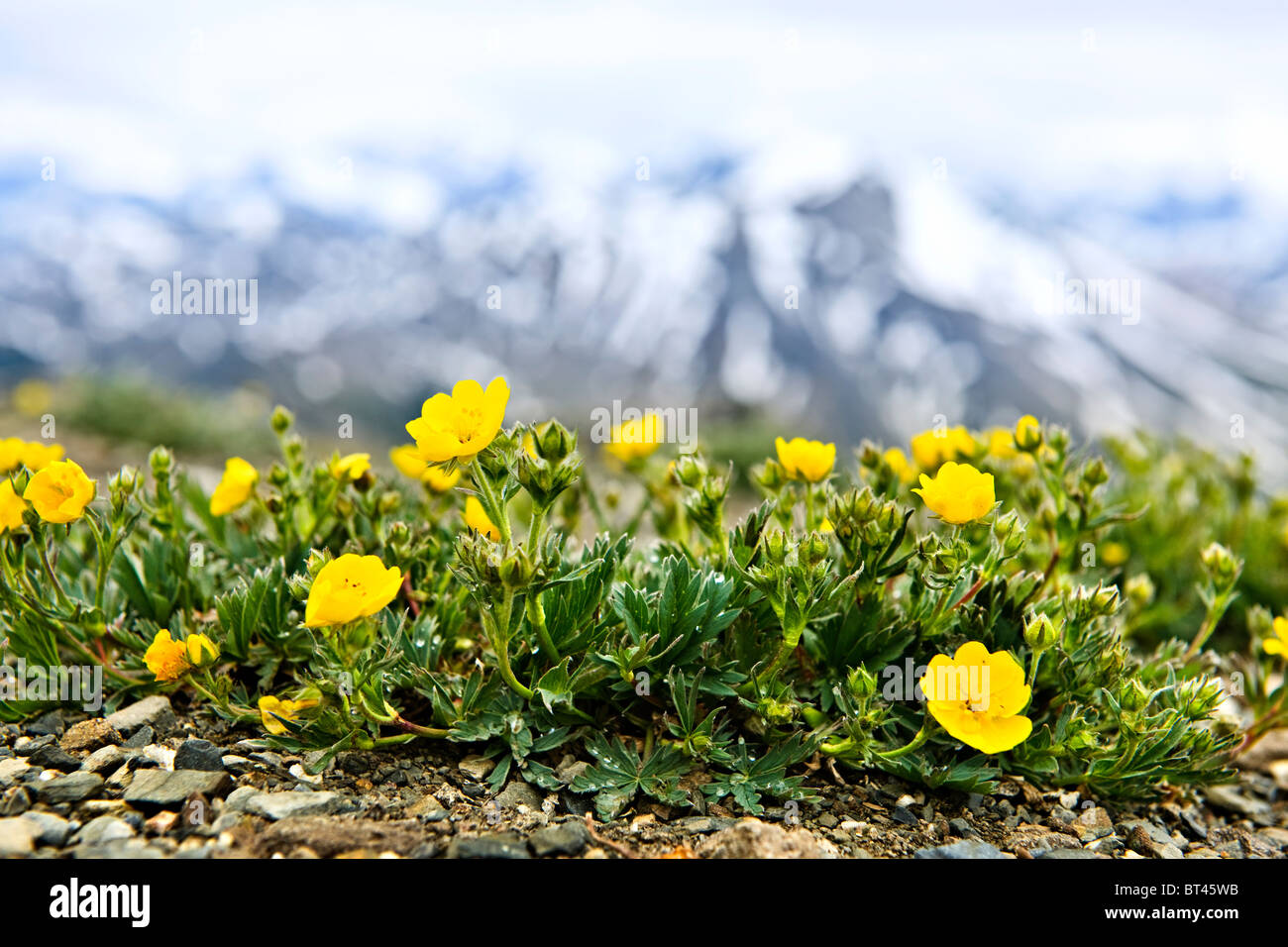 ozon cap Historicus Alpine meadow with potentilla flowers blooming on Whistlers mountain in  Jasper National Park, Canada Stock Photo - Alamy