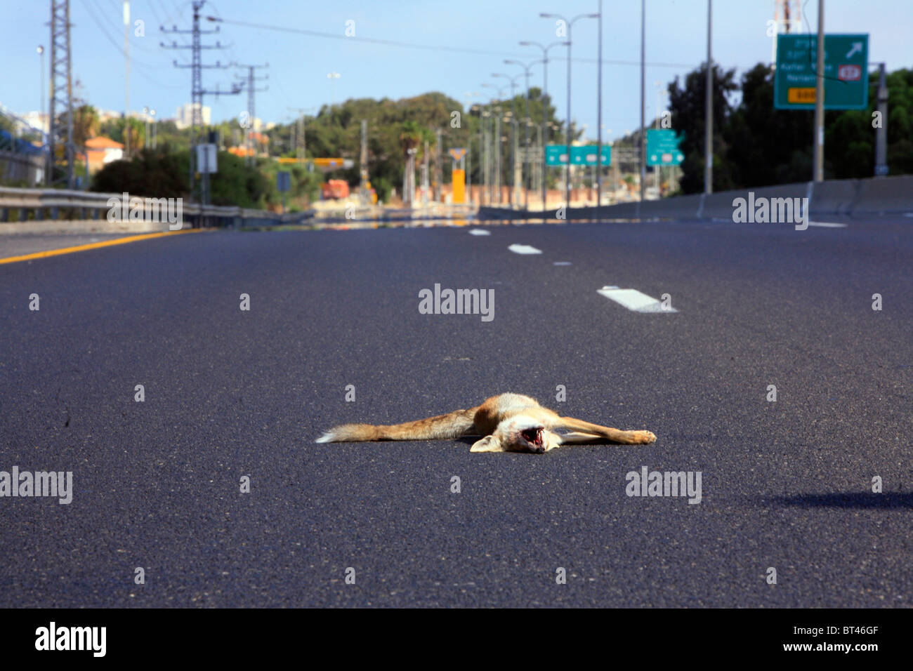 Israel, Roadkill of a Sand Fox Vulpes rueppellii on a moterway Stock Photo