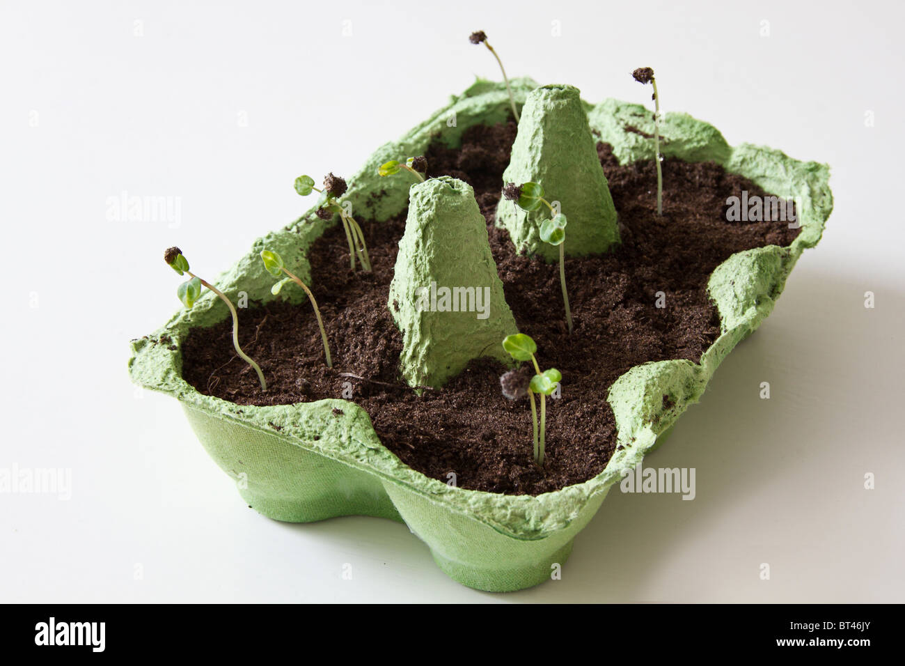 Cardboard egg carton being recycled to grow seeds Stock Photo Alamy
