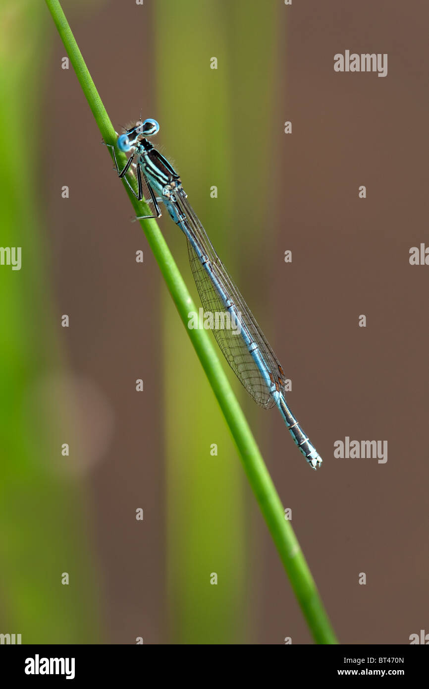 Male White-legged Damselfly Platycnemis pennipes Stock Photo - Alamy