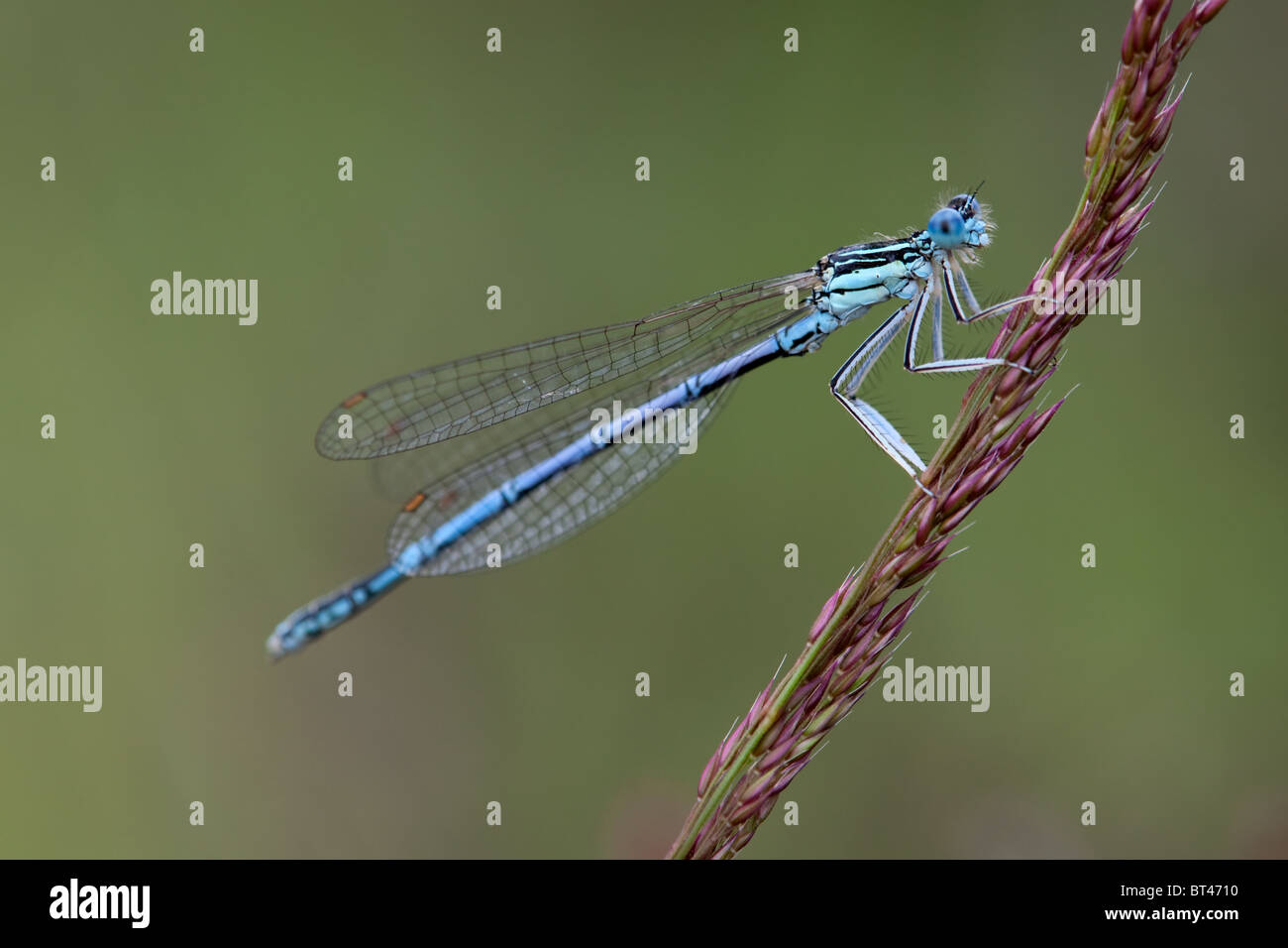 Male White-legged Damselfly Platycnemis pennipes Stock Photo - Alamy