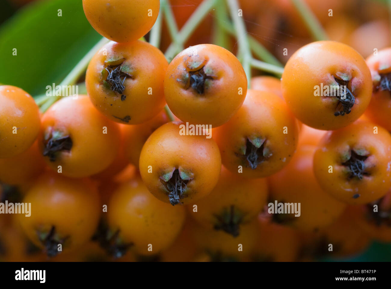 Orange pyracantha berries Stock Photo