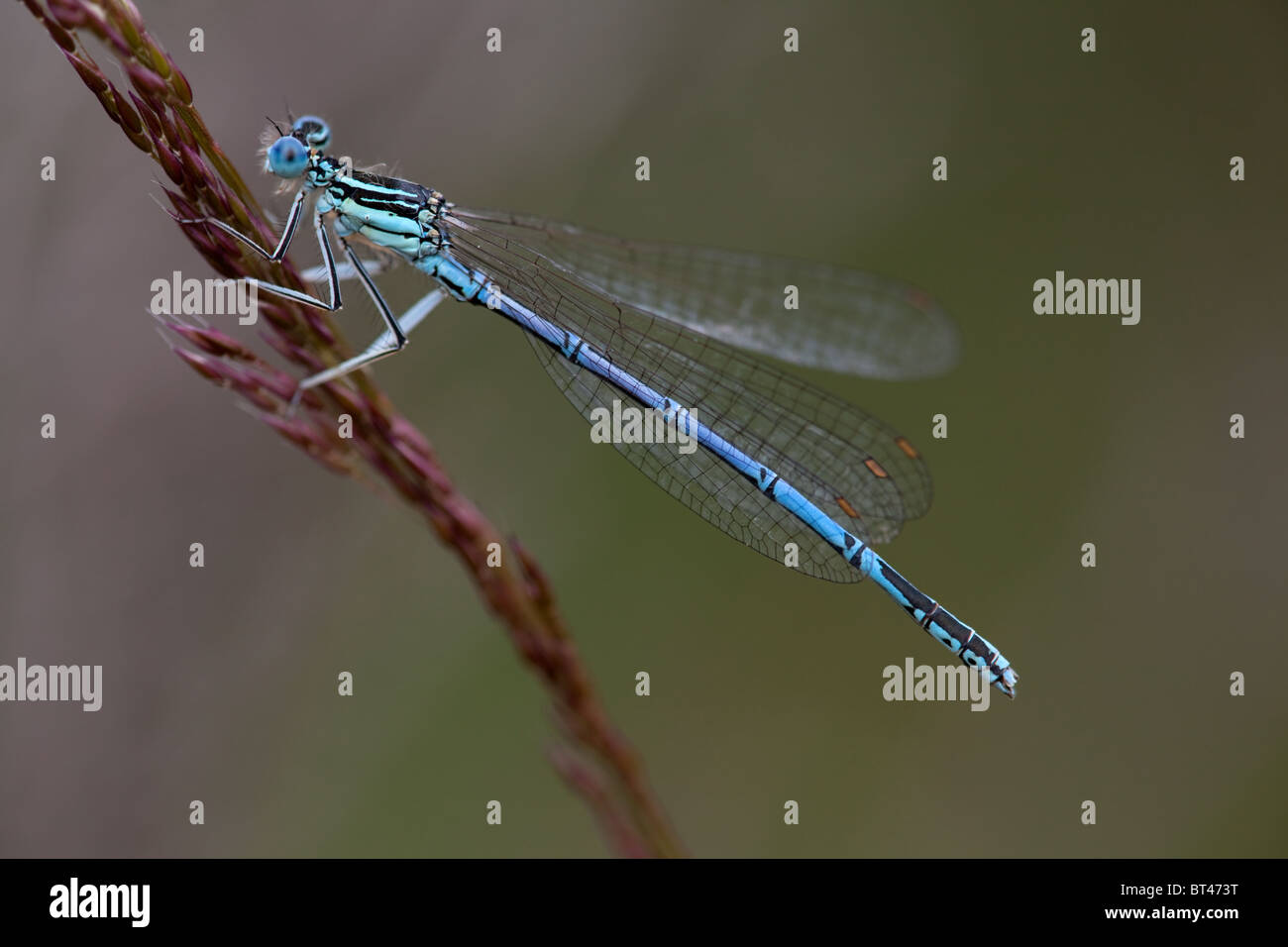 Male White-legged Damselfly Platycnemis pennipes Stock Photo - Alamy