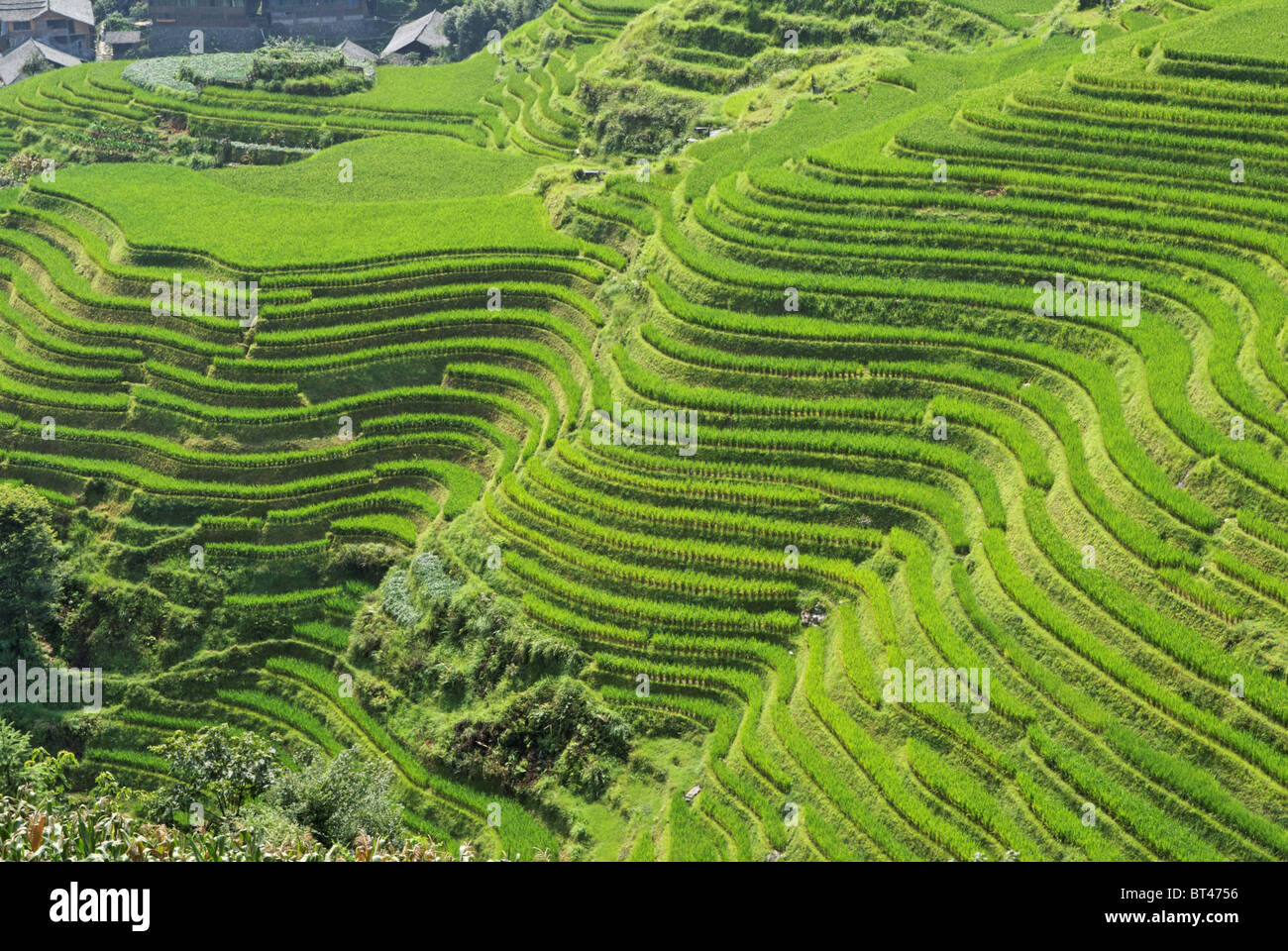 LongJi rice terraces (Guangxi province, China) in late summer. The lines around the mountain forms almost an abstract pattern Stock Photo