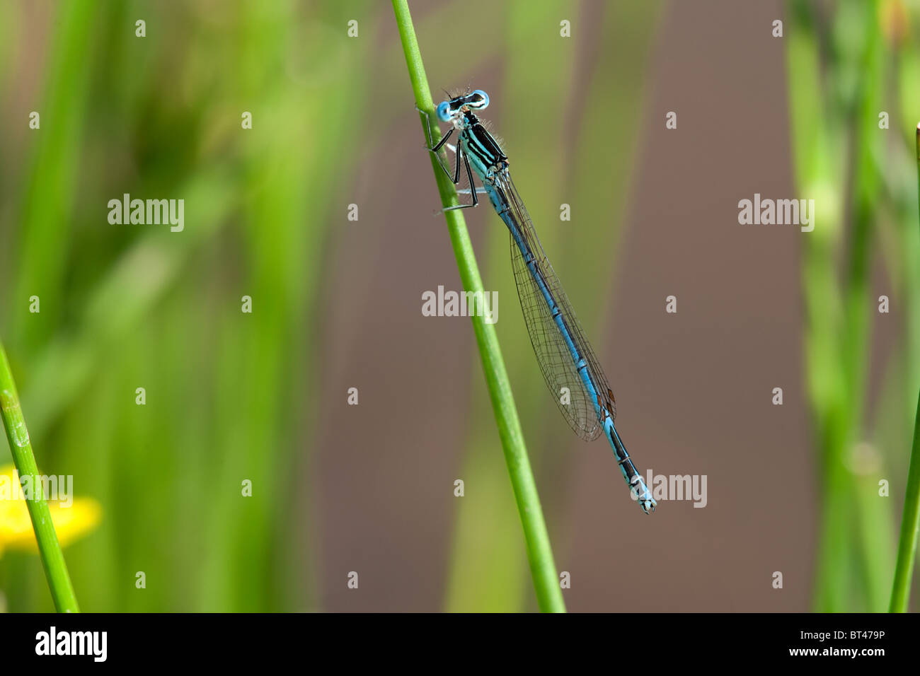 Male White-legged Damselfly Platycnemis pennipes Stock Photo - Alamy