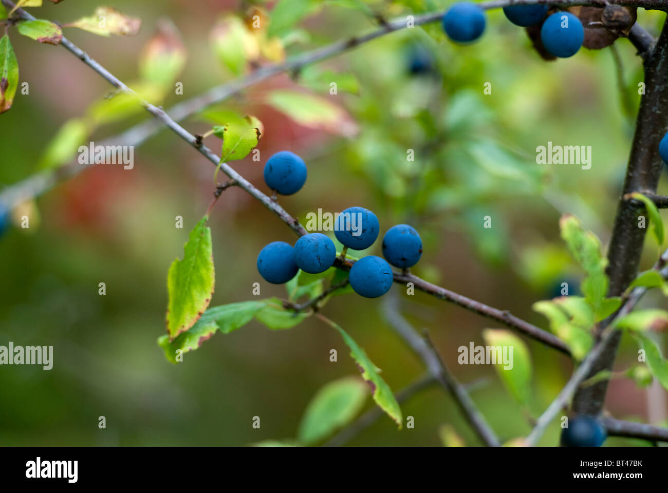 Sloe berries of the blackthorn tree Stock Photo Alamy