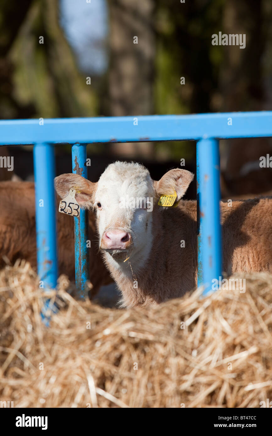 young calf on Scottish farm Stock Photo