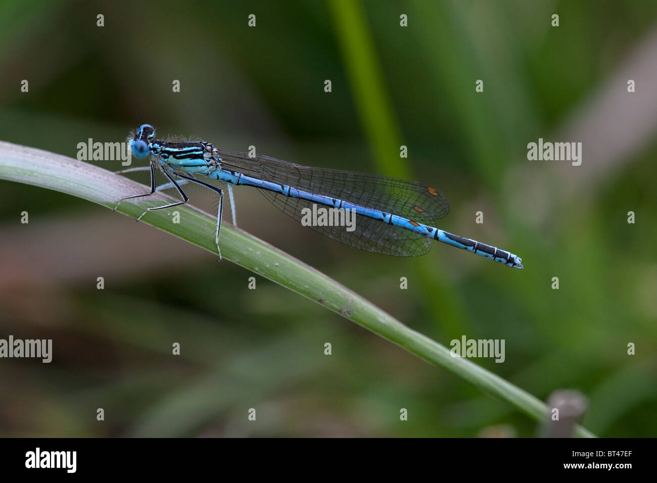 Male White-legged Damselfly Platycnemis pennipes Stock Photo - Alamy
