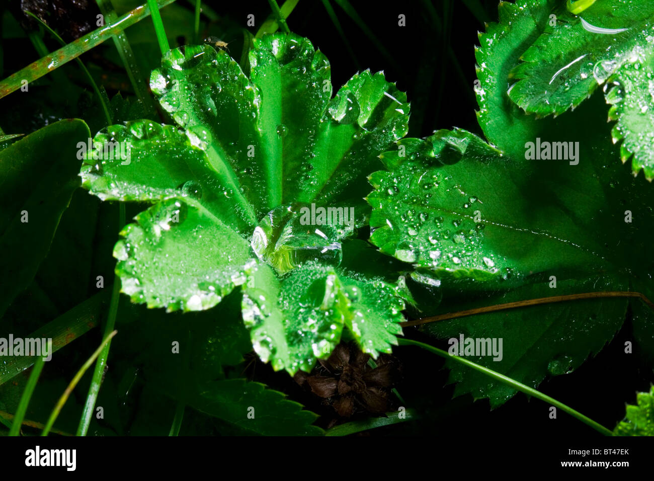 Close up of dew on a leaf Stock Photo