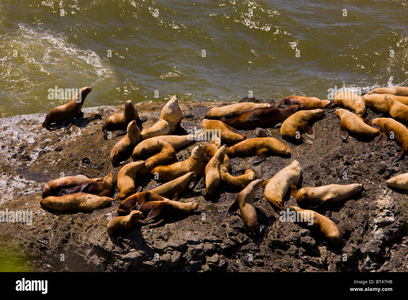 OREGON, USA - sea lions pinnipeds on rocks Stock Photo
