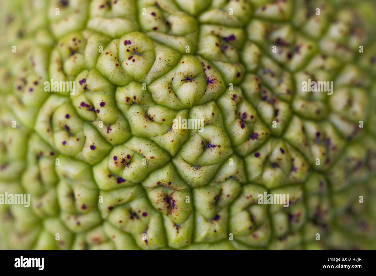 Osage Orange fruit (Maclura pomifera) close-up of surface Stock Photo