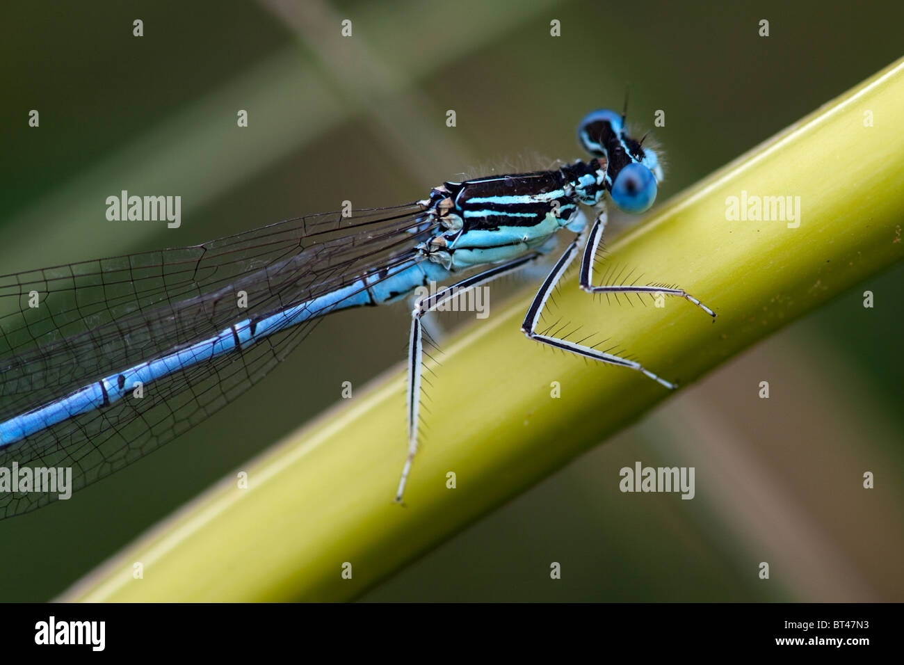 Male White-legged Damselfly Platycnemis pennipes Stock Photo - Alamy