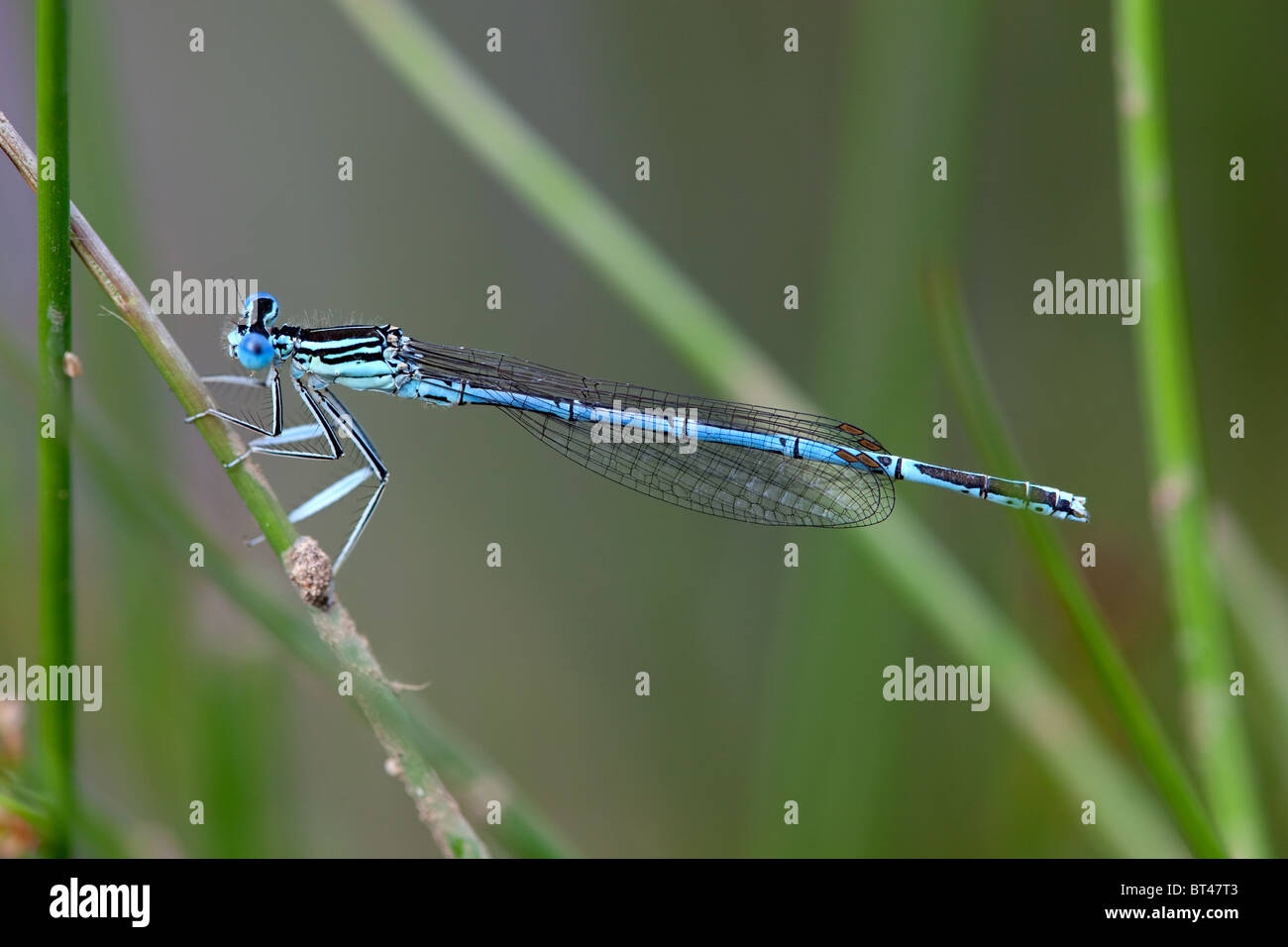 Male White-legged Damselfly Platycnemis pennipes Stock Photo - Alamy