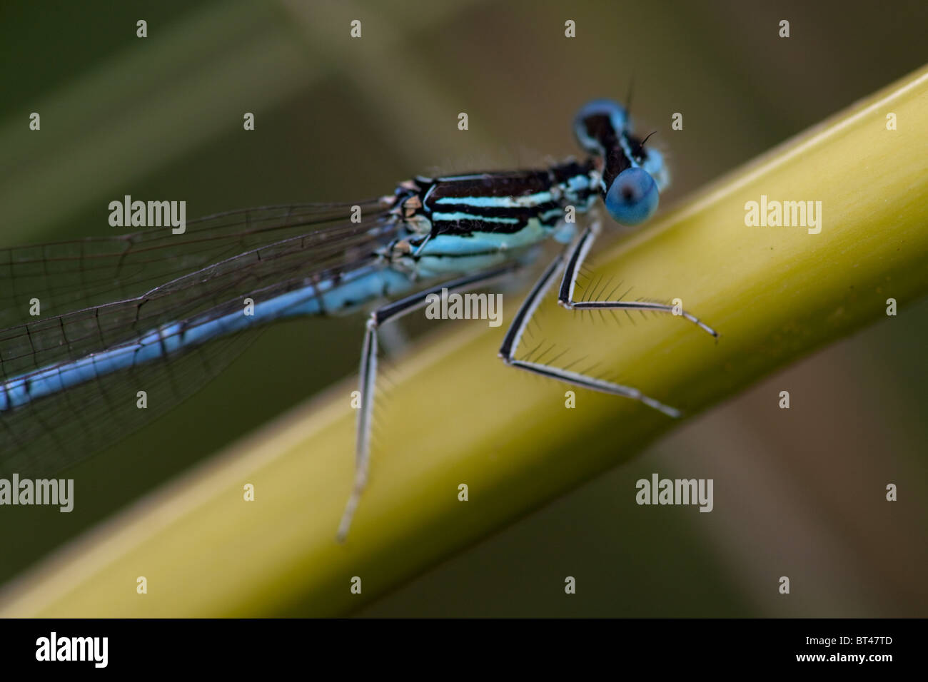 Male White-legged Damselfly Platycnemis pennipes Stock Photo - Alamy