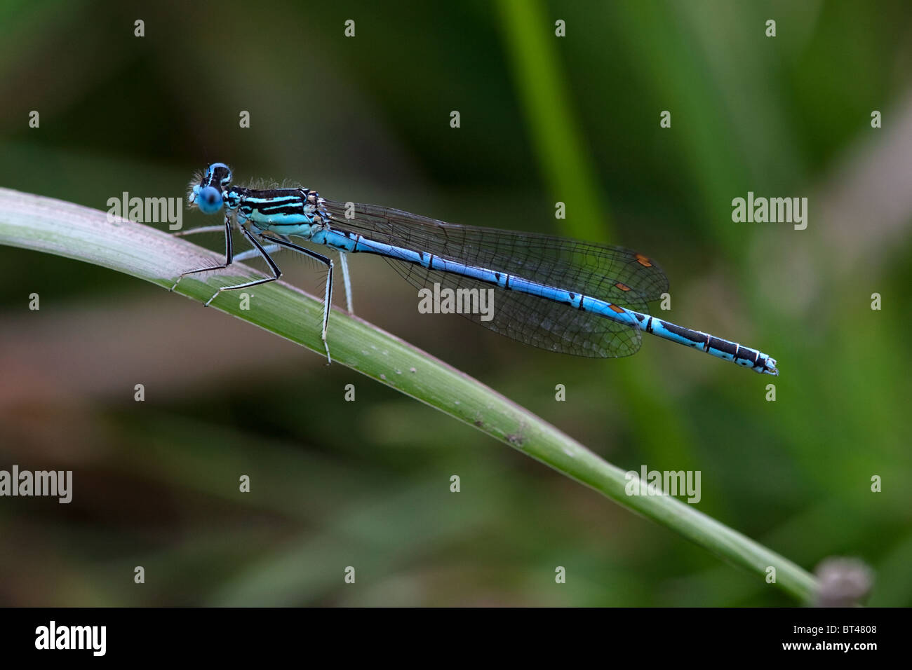 Male White-legged Damselfly Platycnemis pennipes Stock Photo - Alamy
