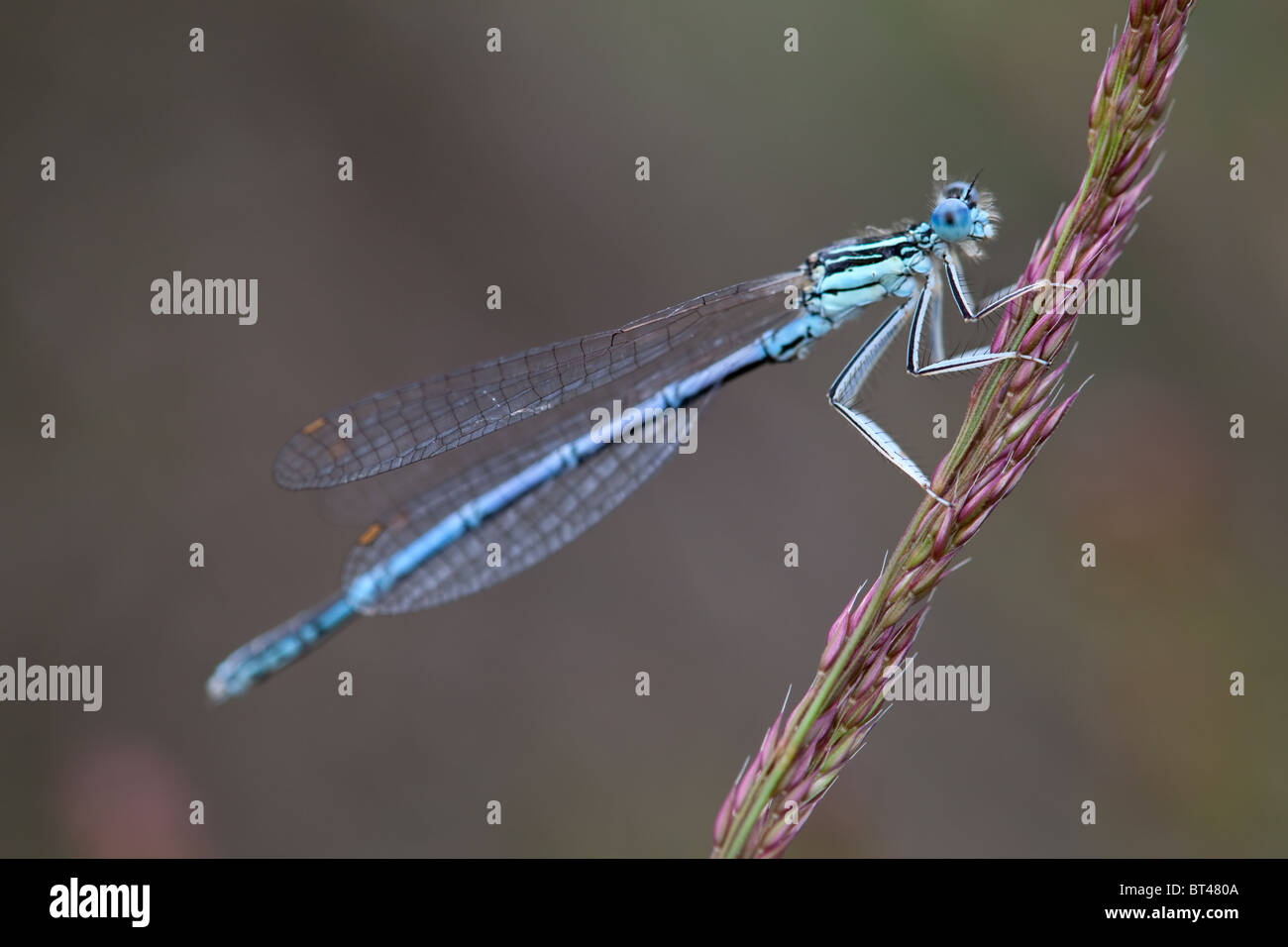 Male White-legged Damselfly Platycnemis pennipes Stock Photo - Alamy