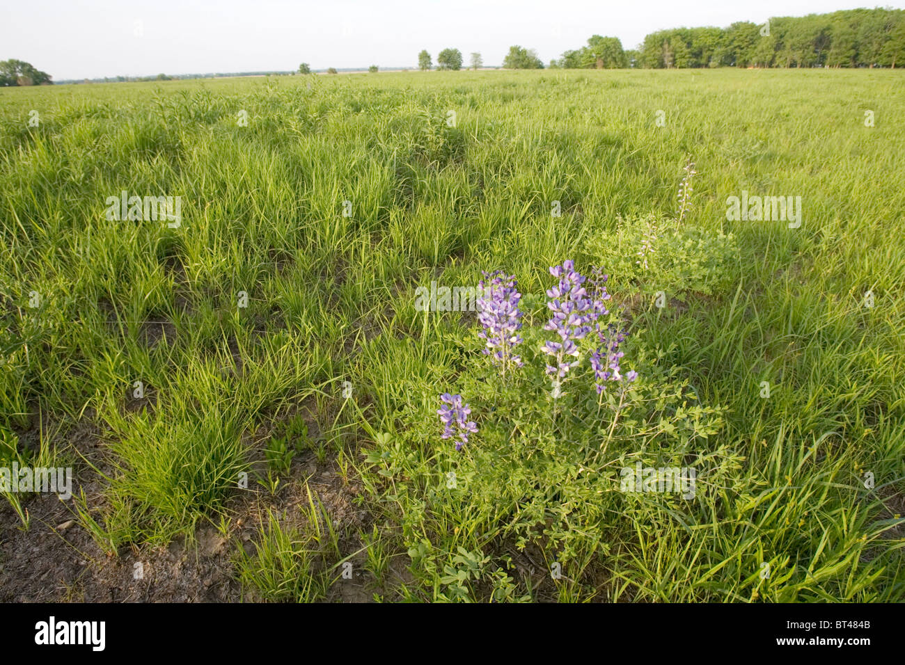 Farm field edges and roadside ditches make prefect habitat for wildflowers such as this Wild Indigo plant. Stock Photo