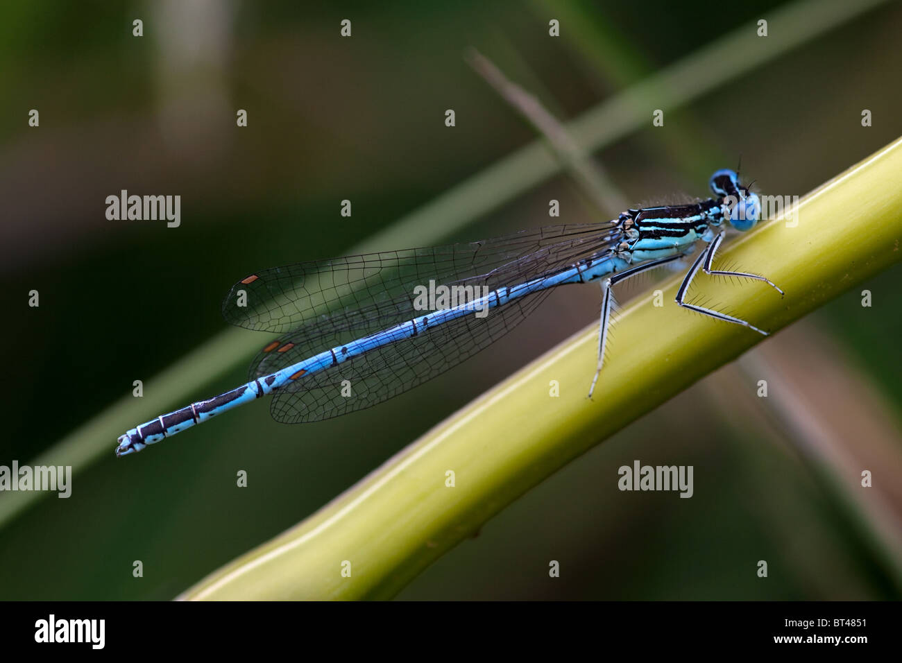 Male White-legged Damselfly Platycnemis pennipes Stock Photo - Alamy
