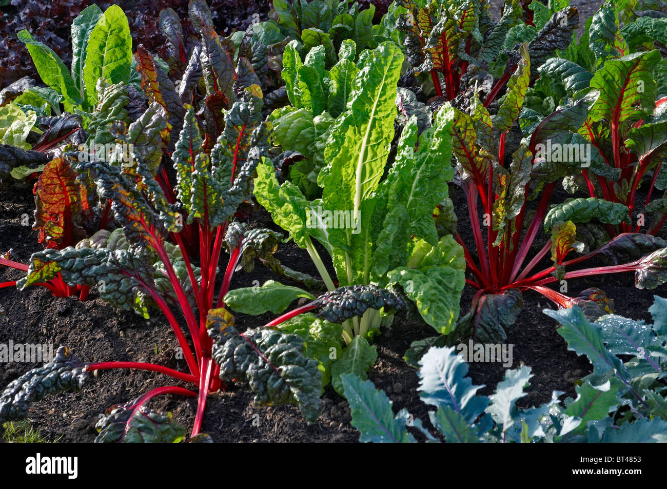 Edible stems hires stock photography and images Alamy