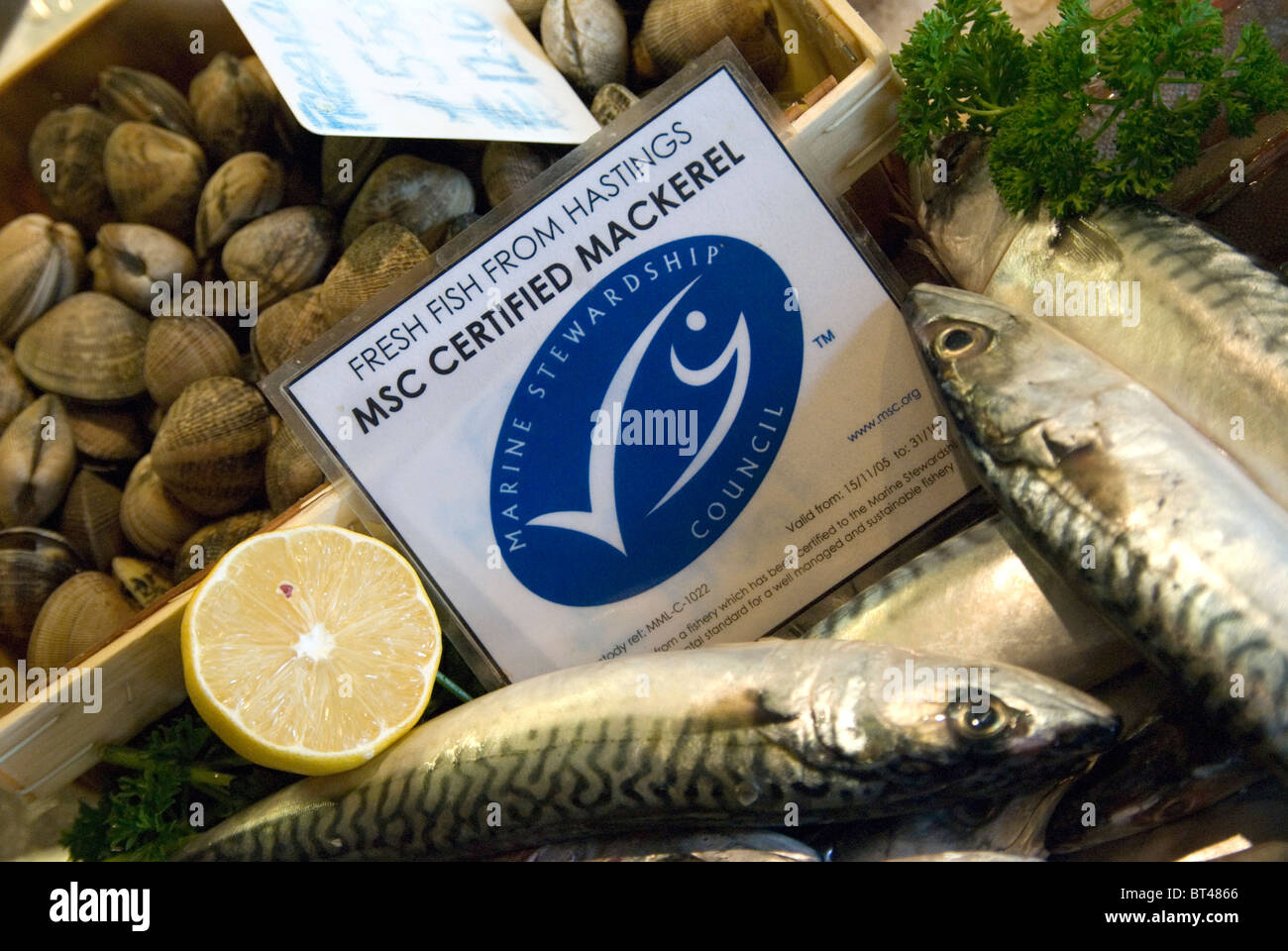 Fresh Hastings fish Marine Stewardship Council certified sustainable mackerel on sale at Rock-a-Nore Fisheries The Stade Hasting Stock Photo