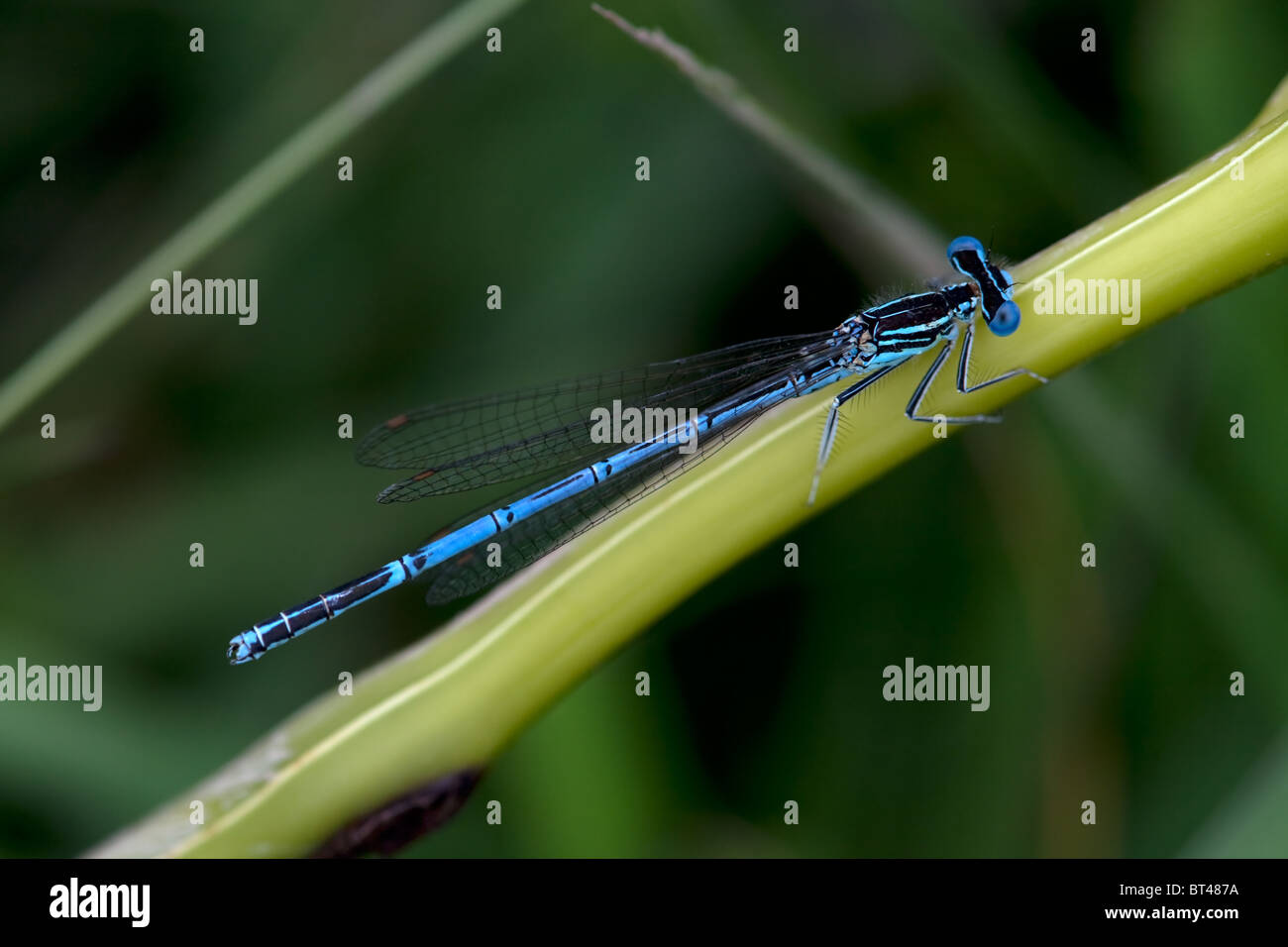 Male White-legged Damselfly Platycnemis pennipes Stock Photo - Alamy