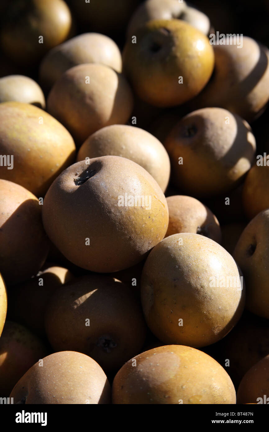 Golden Knob Apples Stock Photo Alamy