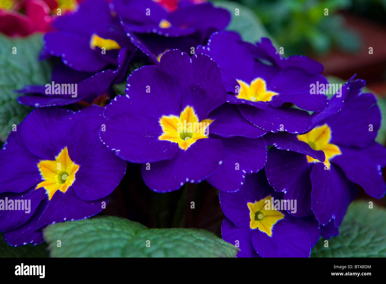 blue primrose Stock Photo