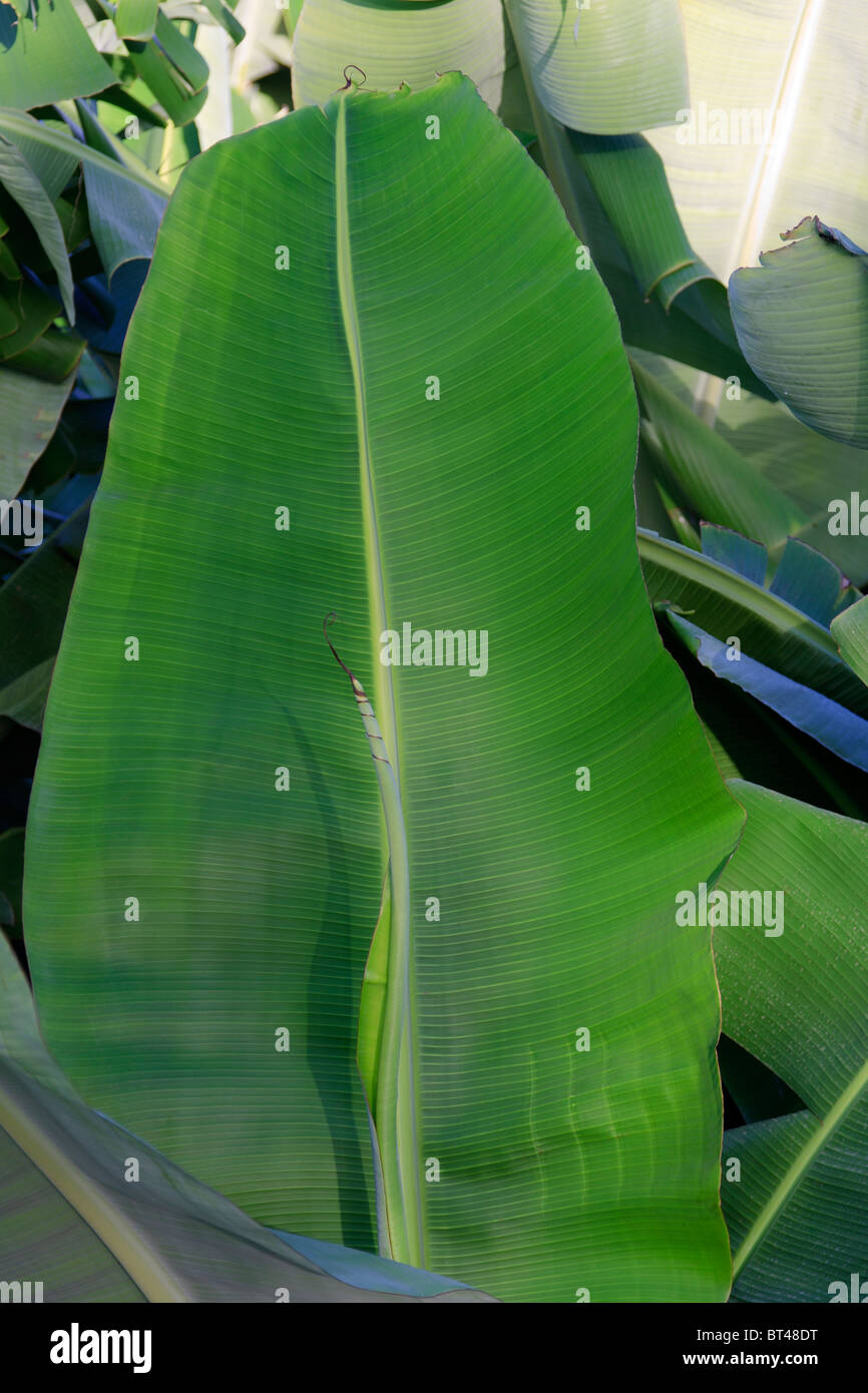 Bananas banana plantation on tenerife hi res stock photography and