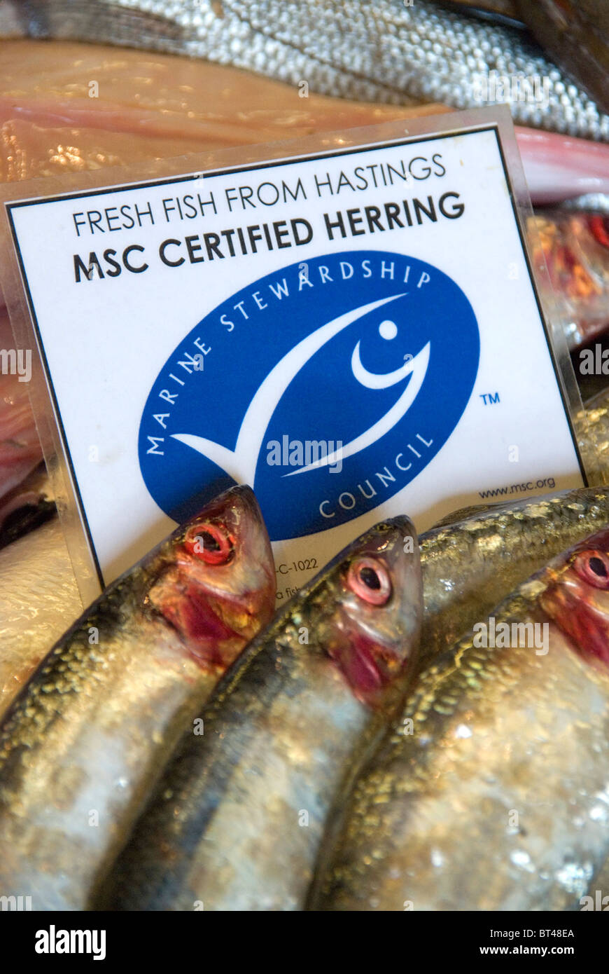 Fresh Hastings fish Marine Stewardship Council certified sustainable