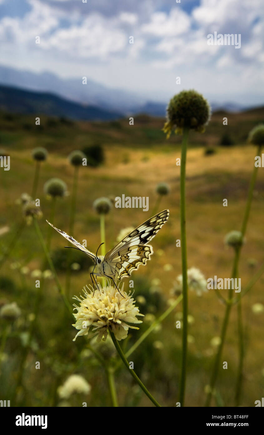 beautiful butterfly on a flower Stock Photo