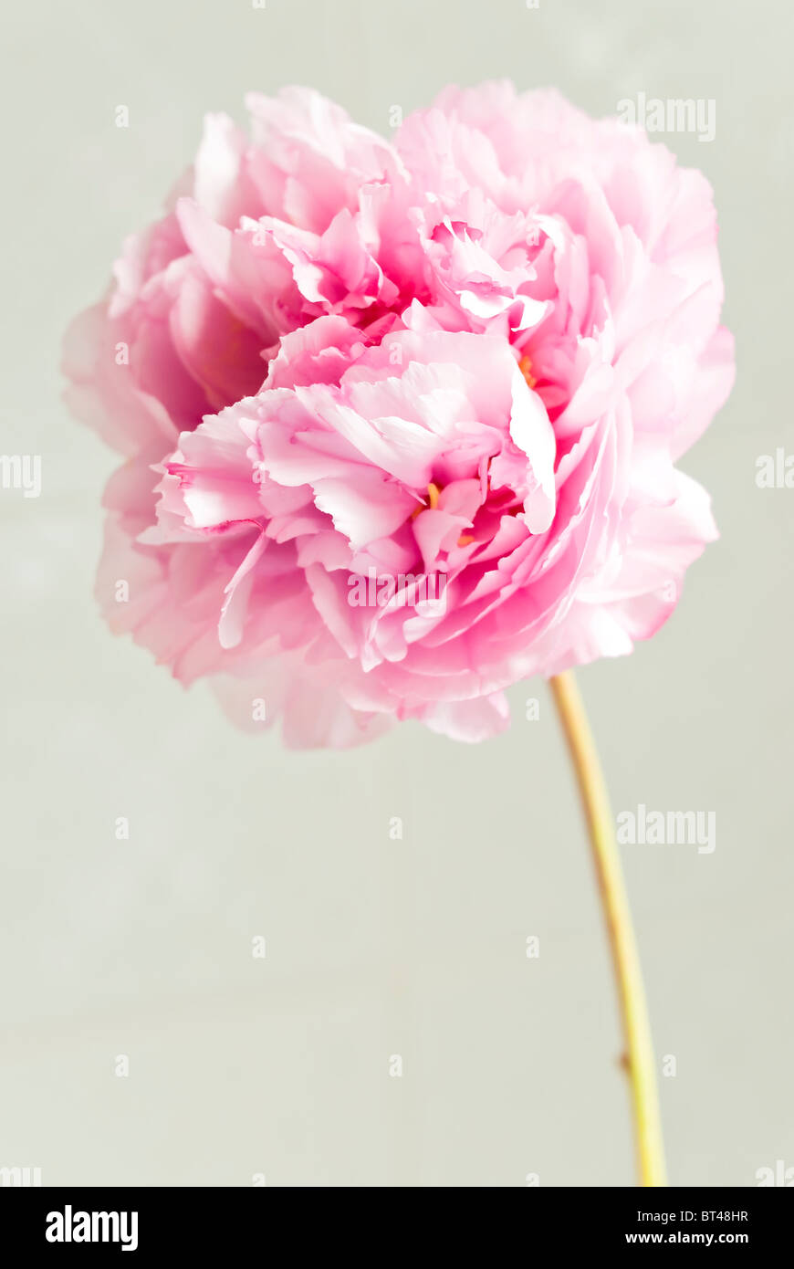 pink peony flower Stock Photo