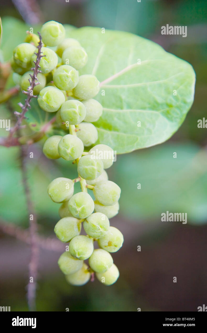 Coccoloba uvifera of the seqa grape. A pretty bunch of unripe fruit showing the rounded leaf Stock Photo