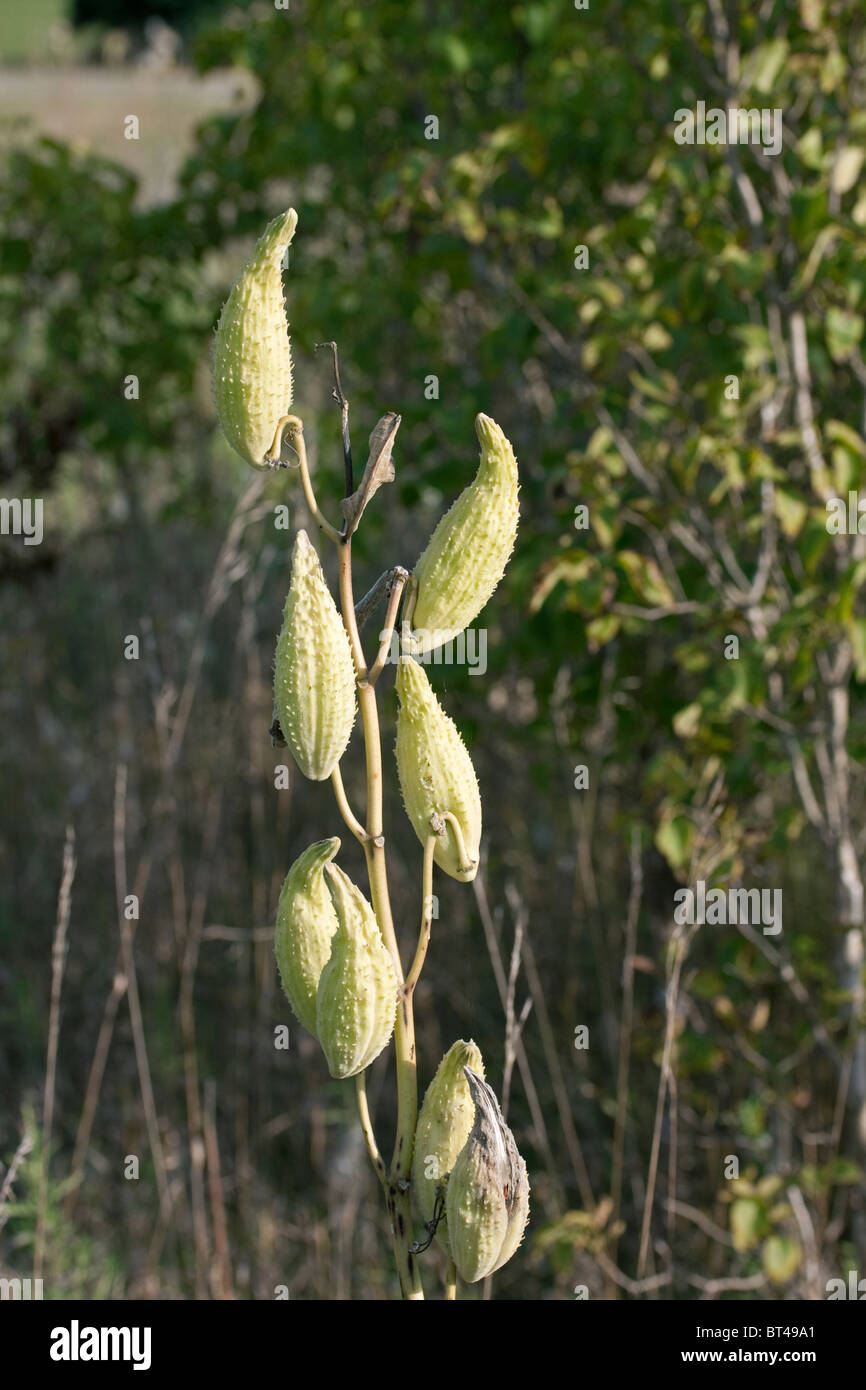 Exquisite Asclepias Syriaca Seeds Background for Your Screen Exquisite Asclepias Syriaca Seeds Background for Your Screen