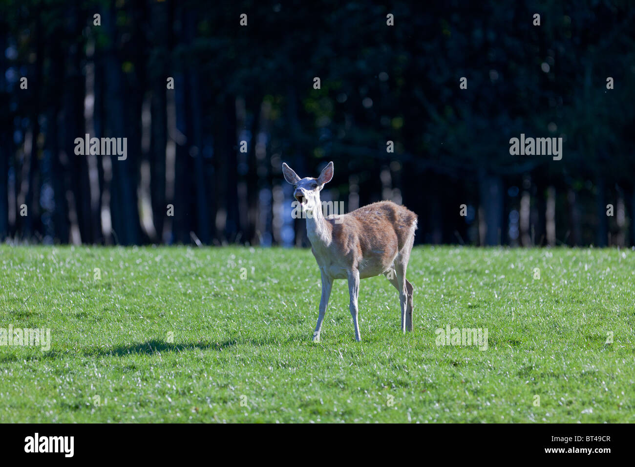 Young male red deer calf practicing his rut call Stock Photo Alamy
