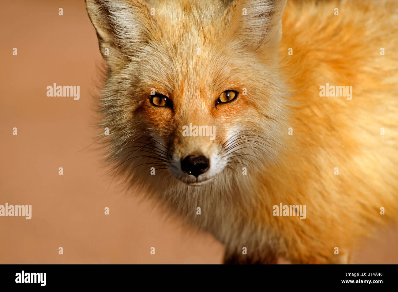 Red fox in Colorado Stock Photo - Alamy