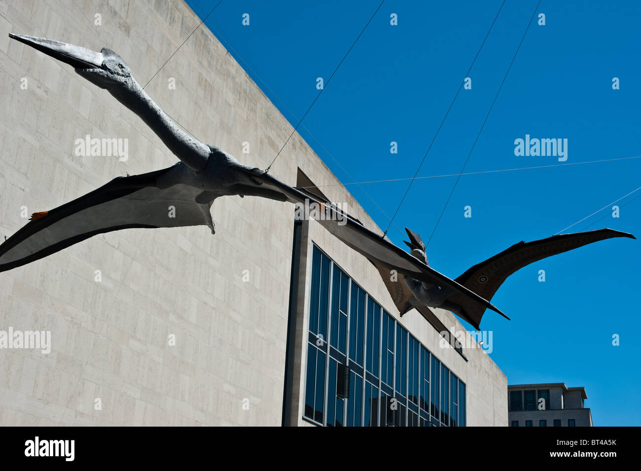 Pterodactyl Flying Life Size Statue Hanging 6 FT