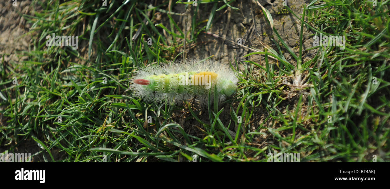 Caterpillar of the Tussock Moth at Petworth Park West Sussex UK Stock Photo