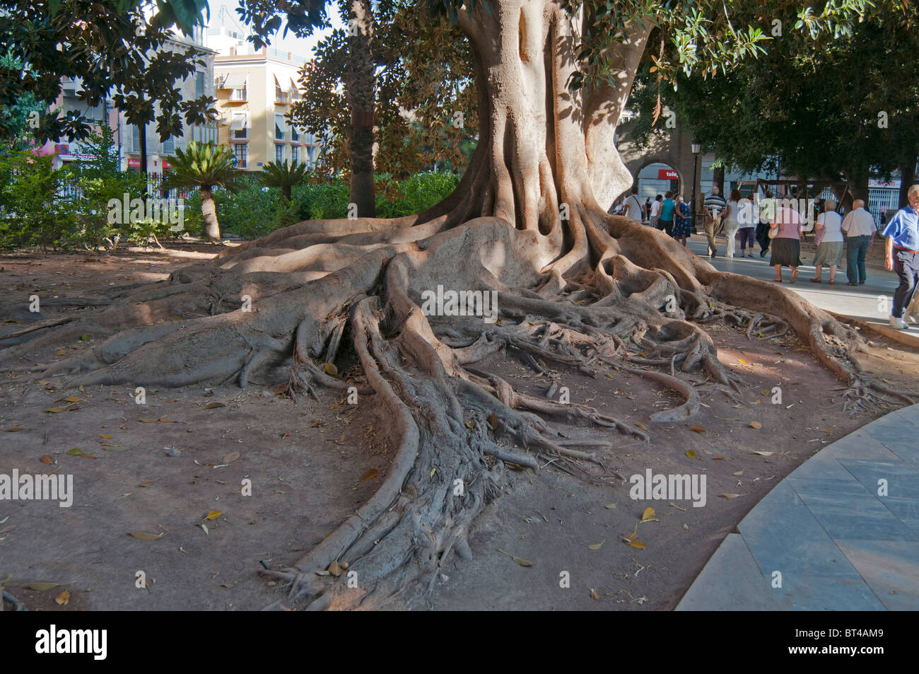 Ancient knarled tree with extensive roots in a public park in the centre of the city of Murcia, South Eastern Spain Stock Photo