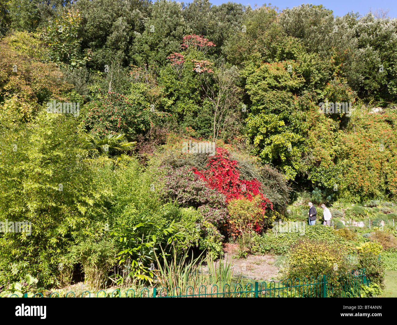 Park visitors admiring the stand out Virginia Creeper (Parthenocissus quinquefolia) in autumn. Highdown Gardens, Worthing, West Sussex, UK Stock Photo