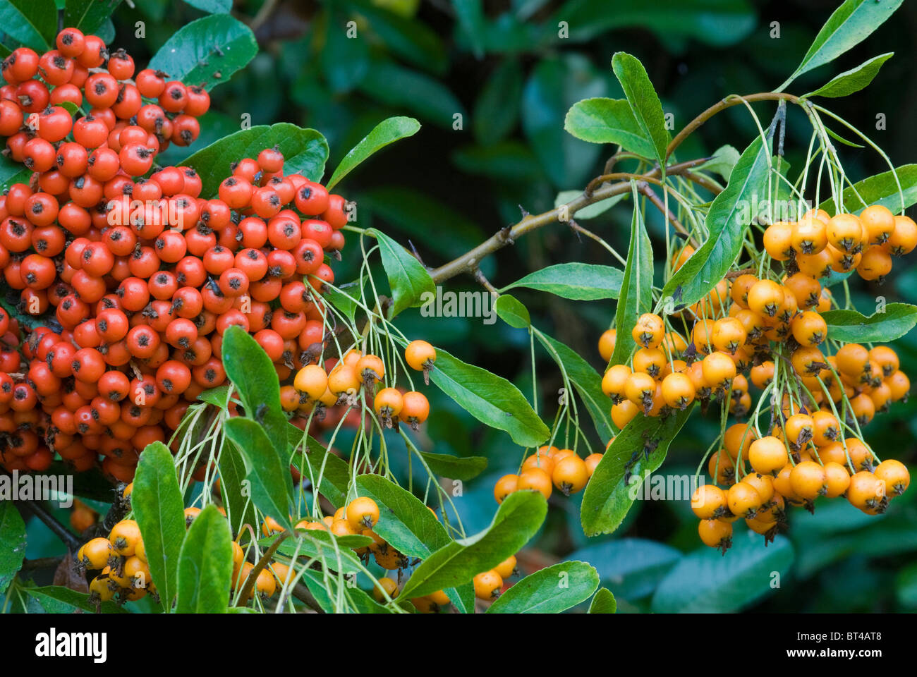 Orange and red pyracantha berries Stock Photo