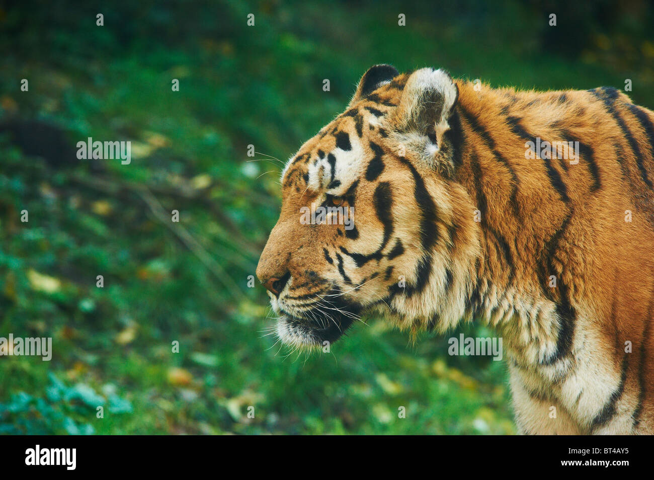 North china tiger hi-res stock photography and images - Alamy